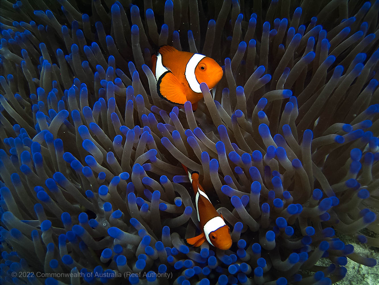 Snapshot Of Reef Animals Gbrmpa   Commonwealth Of Australia %28Reef Authority%29 Chris Jones Nemo 3 3 